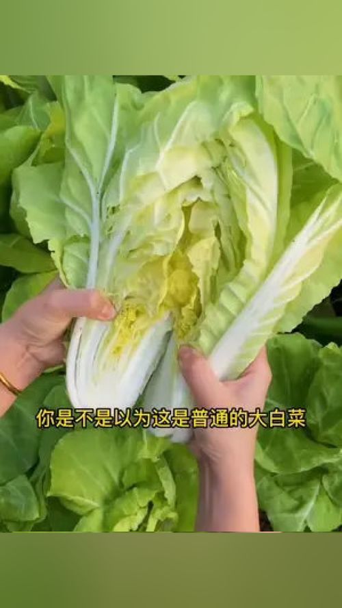 今春種快菜，輕松收獲優質葉菜