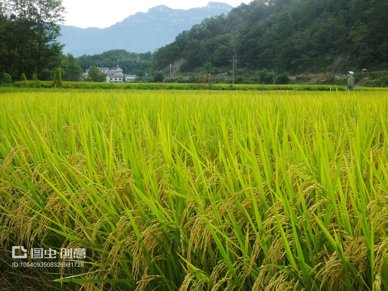 湖北夷陵南埡村 金秋稻浪話豐年，科技興農繪新篇
