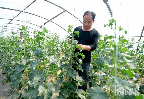 河北南和 特色種植鋪就致富路，精準培育賦能新農業